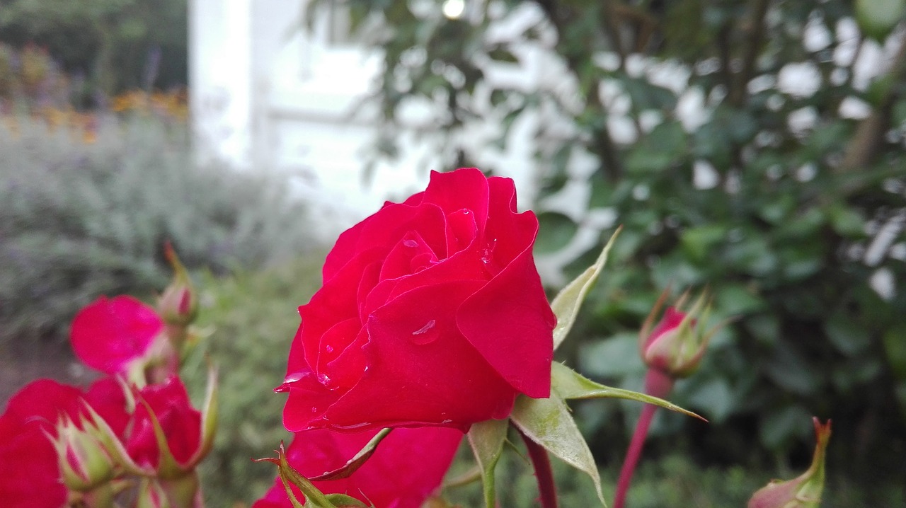 rose red colour free photo