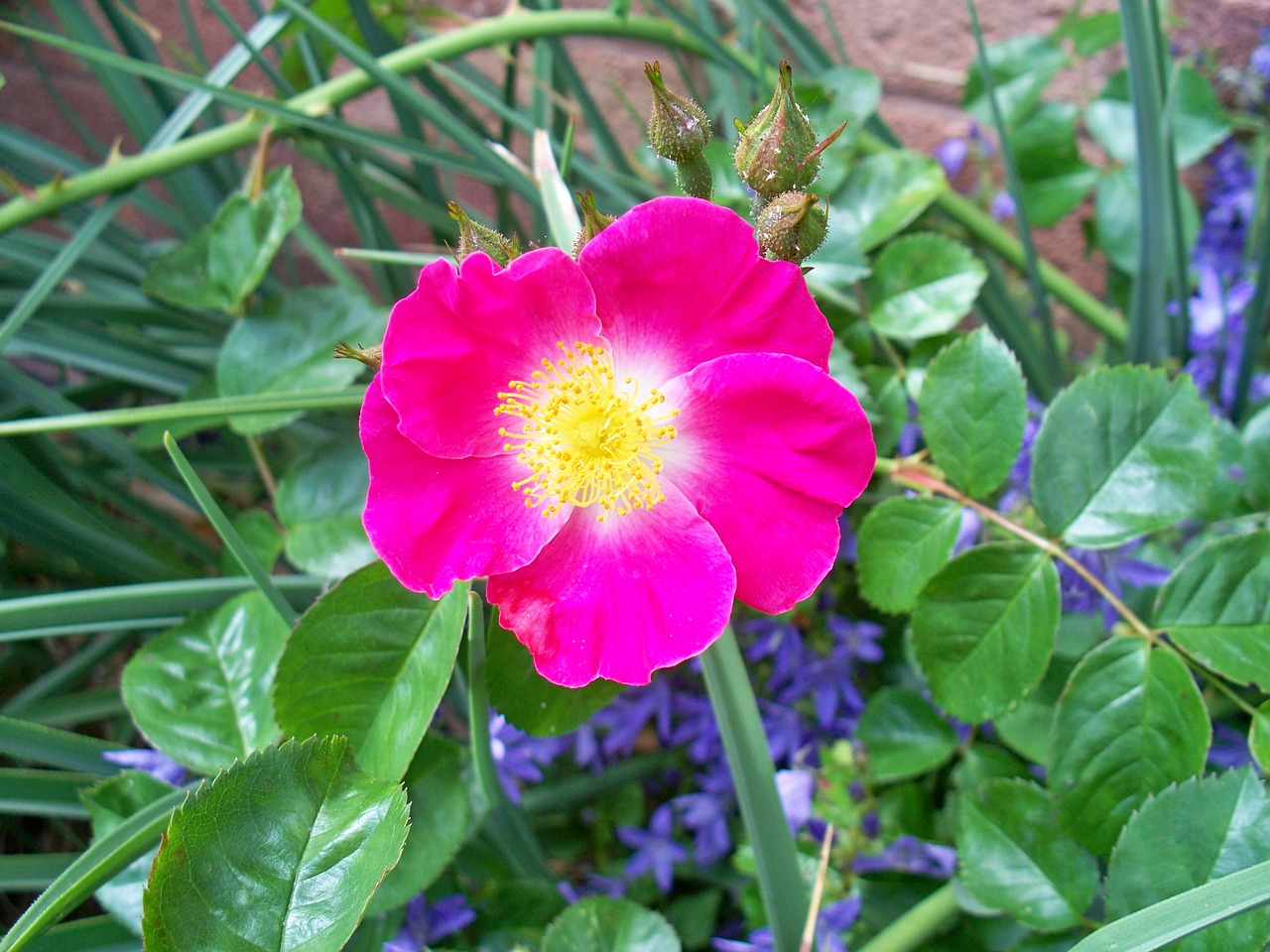 rose single-petal pink free photo