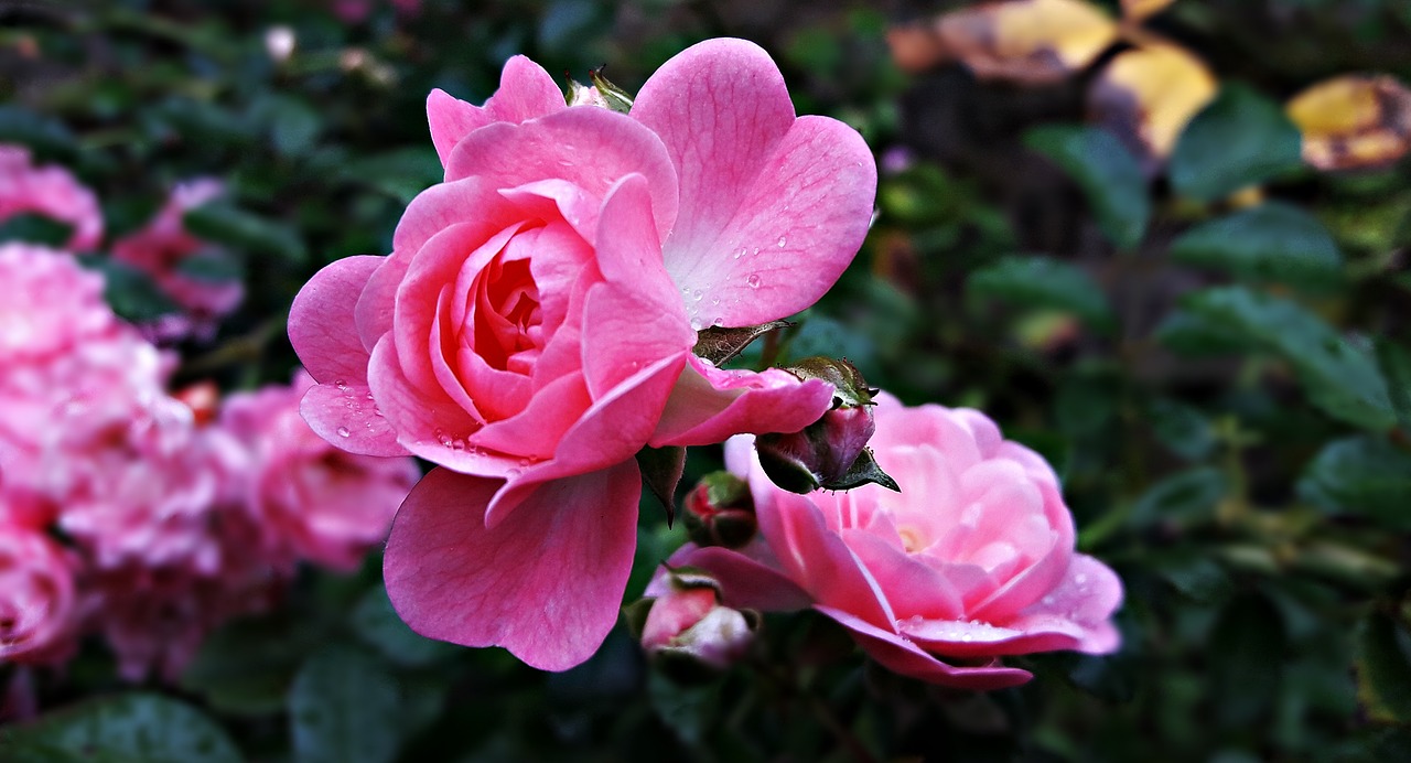 rose flower rose garden free photo