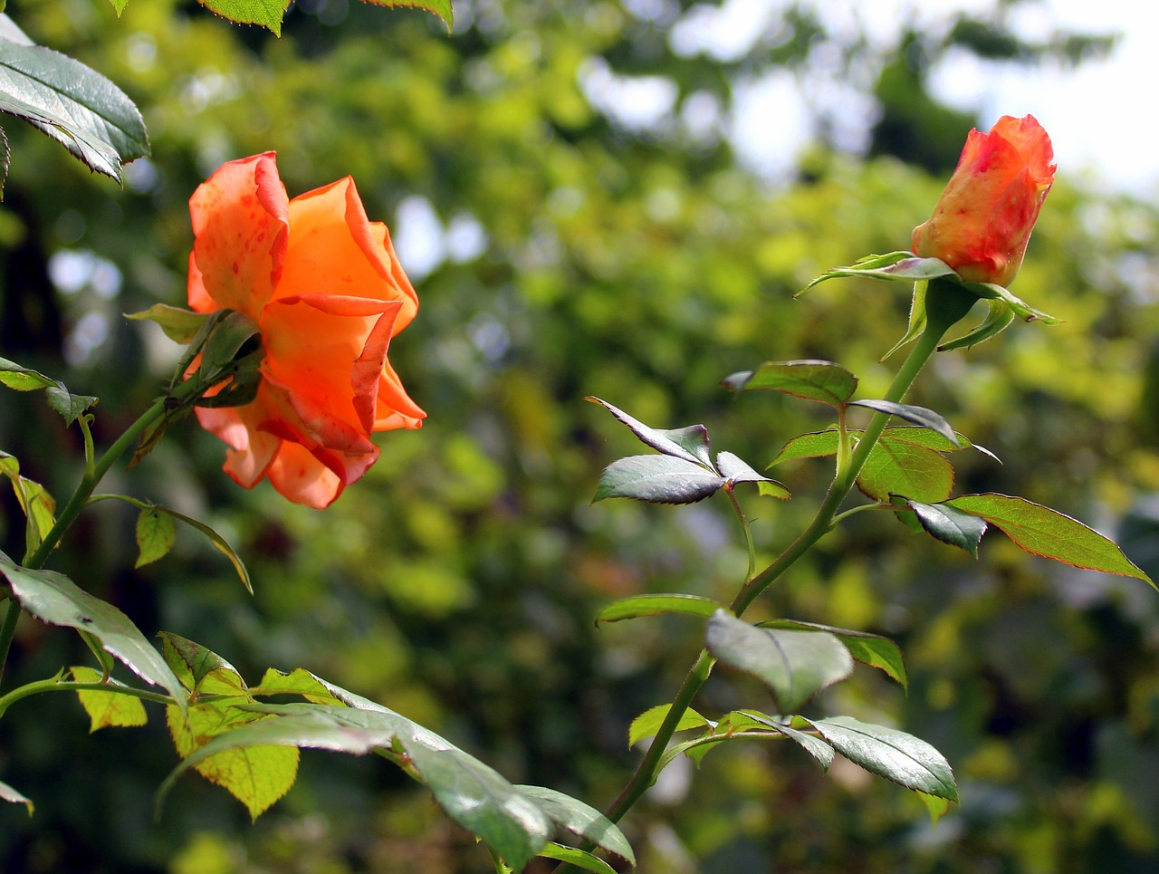 rose flower garden free photo