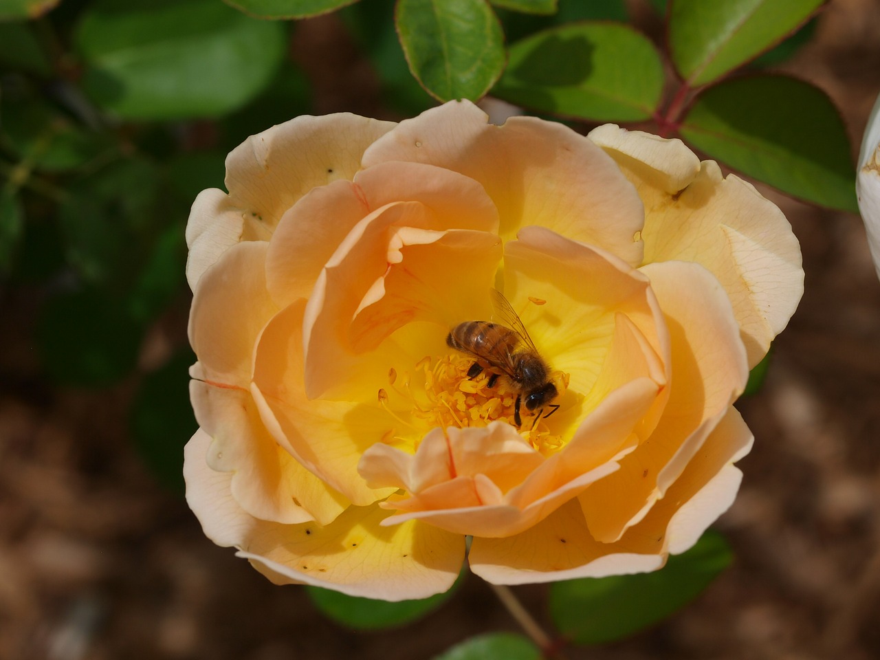 rose bee honey bee free photo