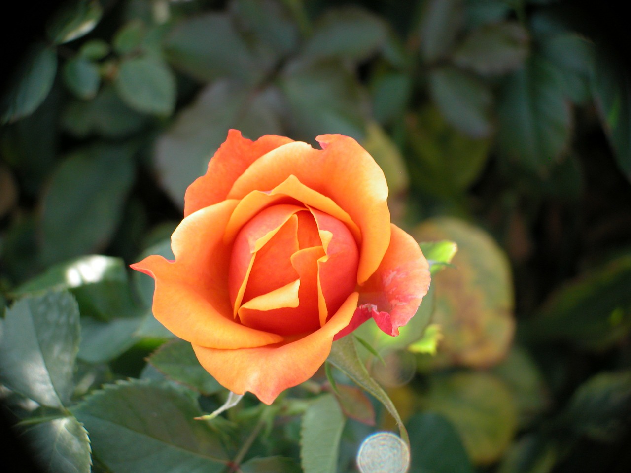 rose flower macro free photo