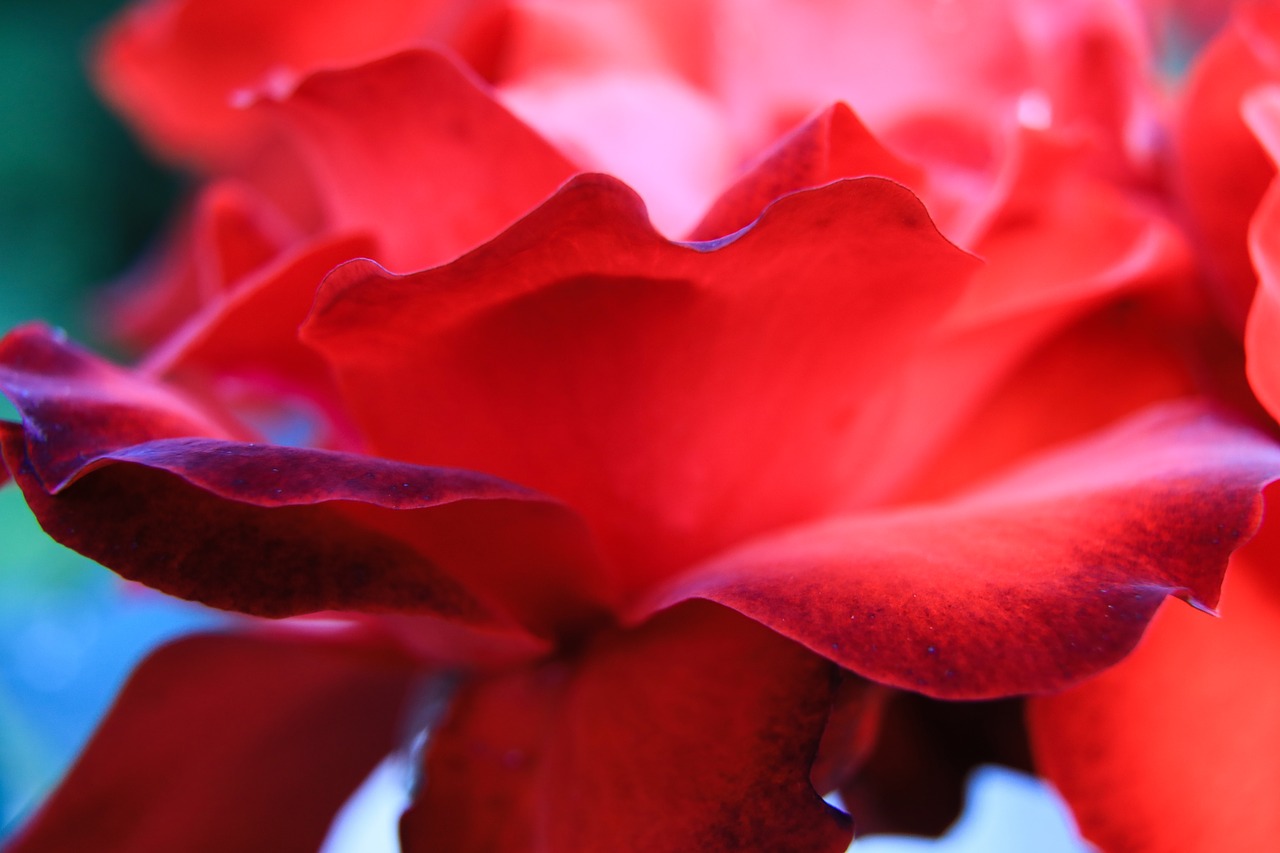 rose red rose red flower free photo