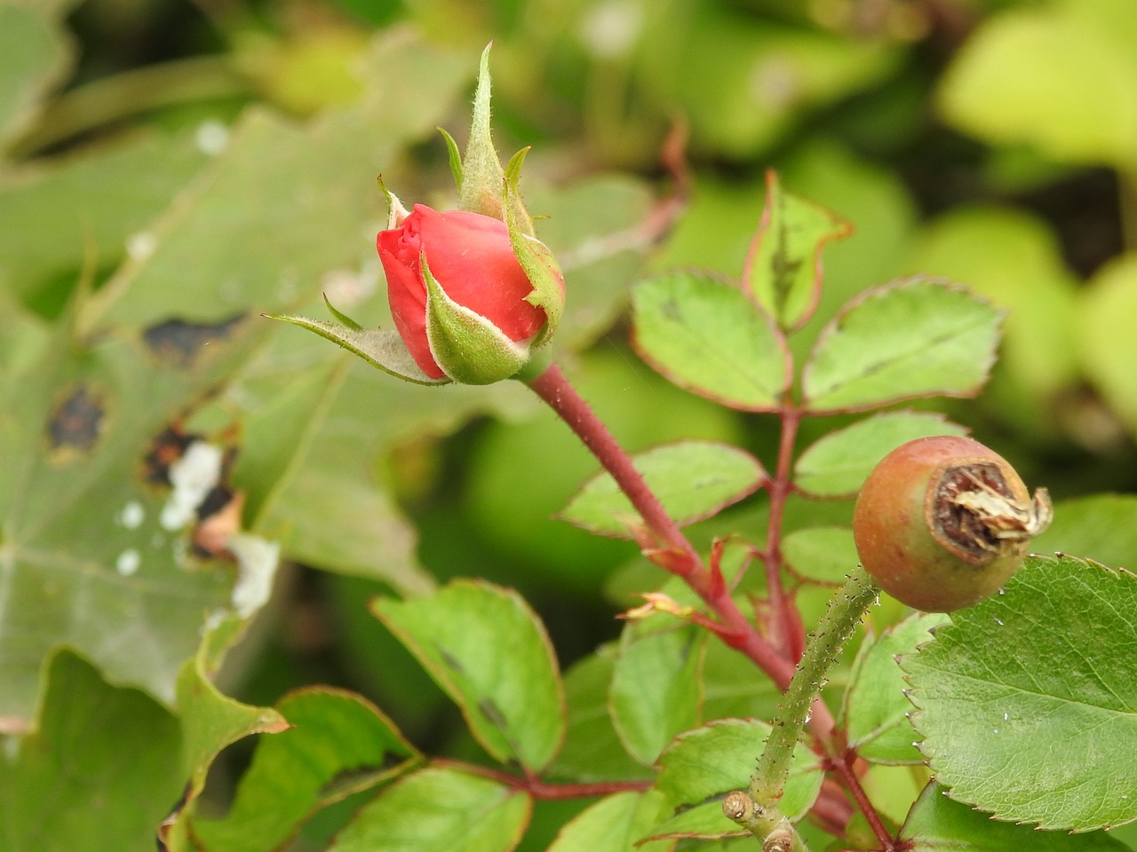 rose red bud free photo