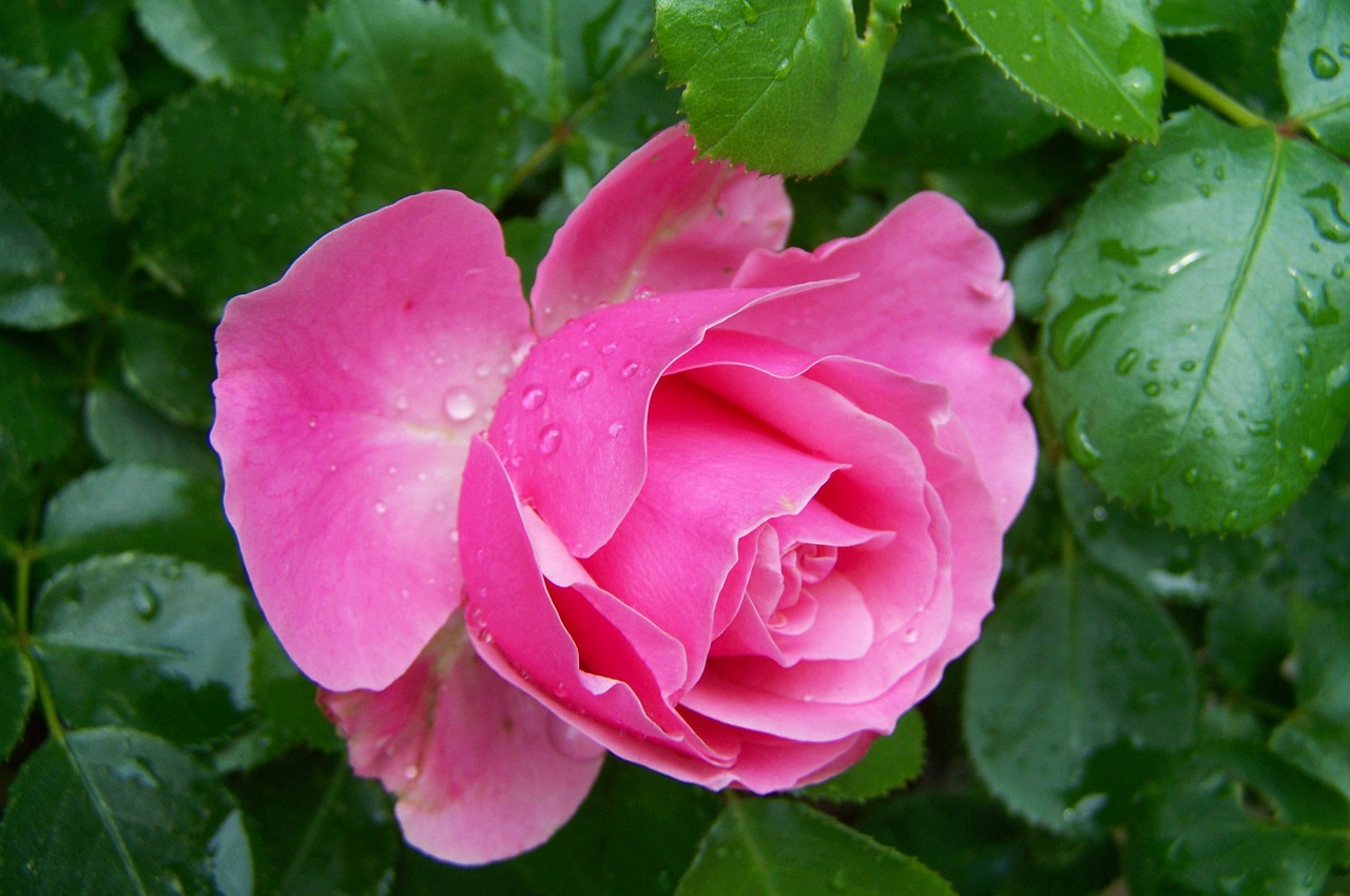 rose pink flower summer flower free photo