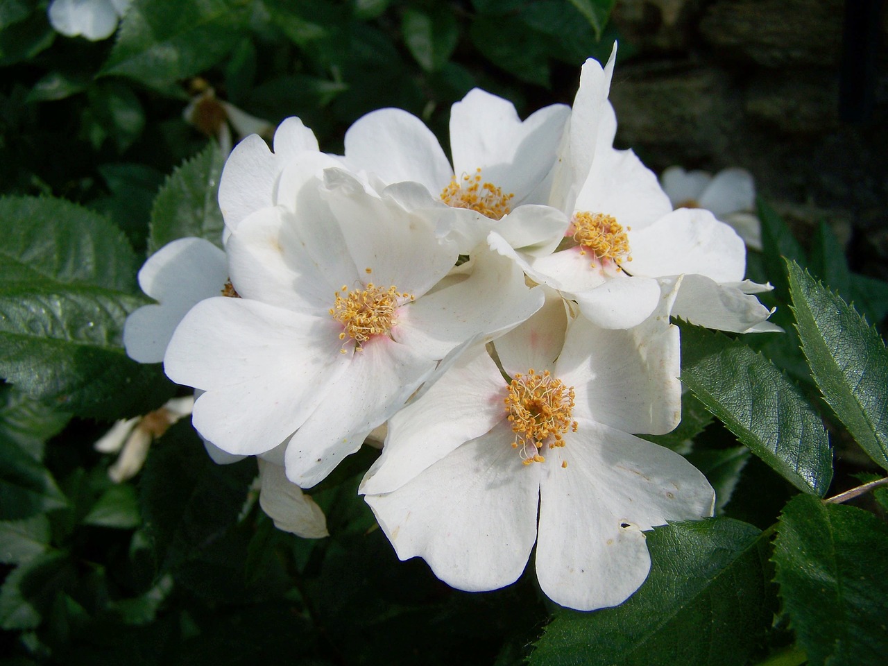 rose white flower garden free photo