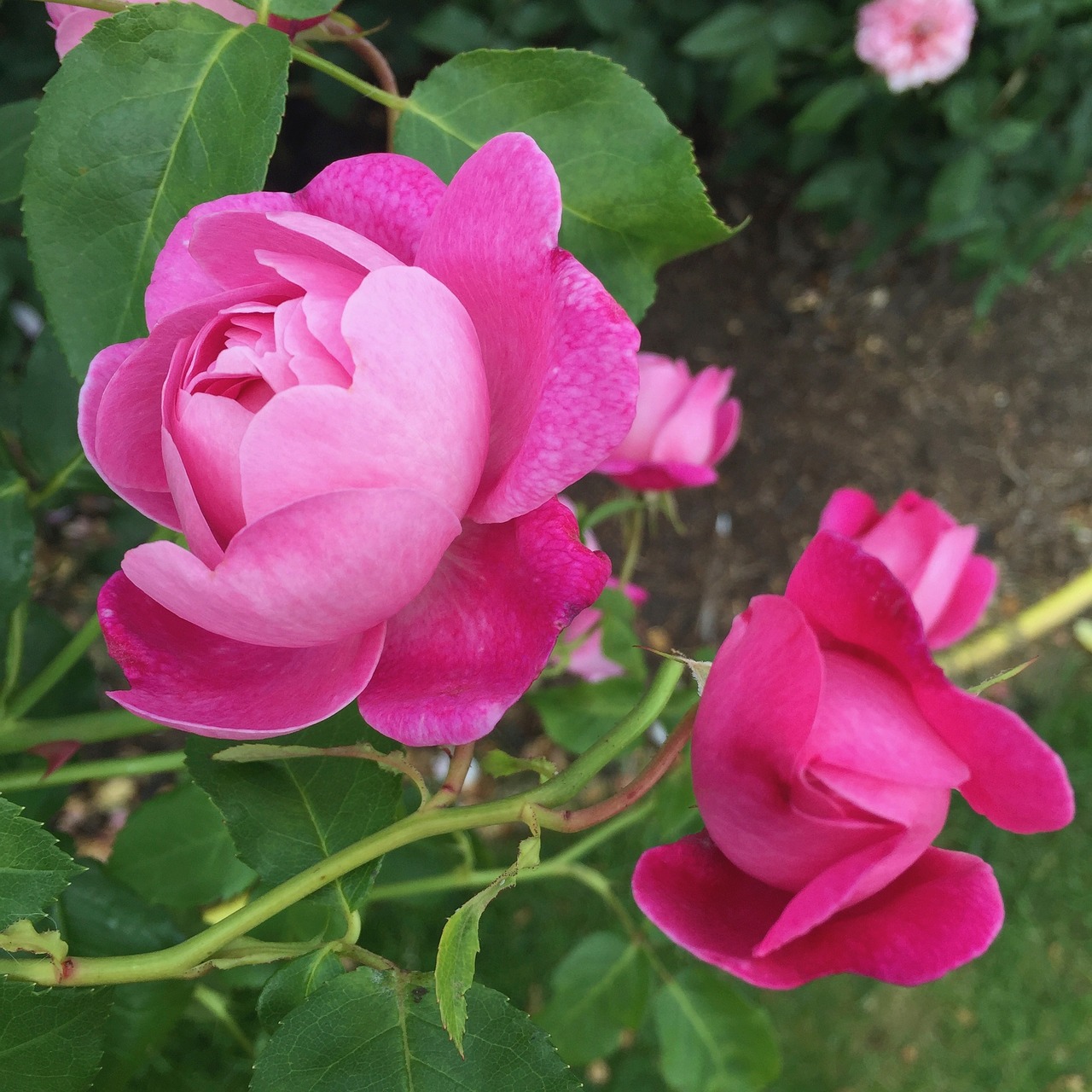 rose pink flower free photo