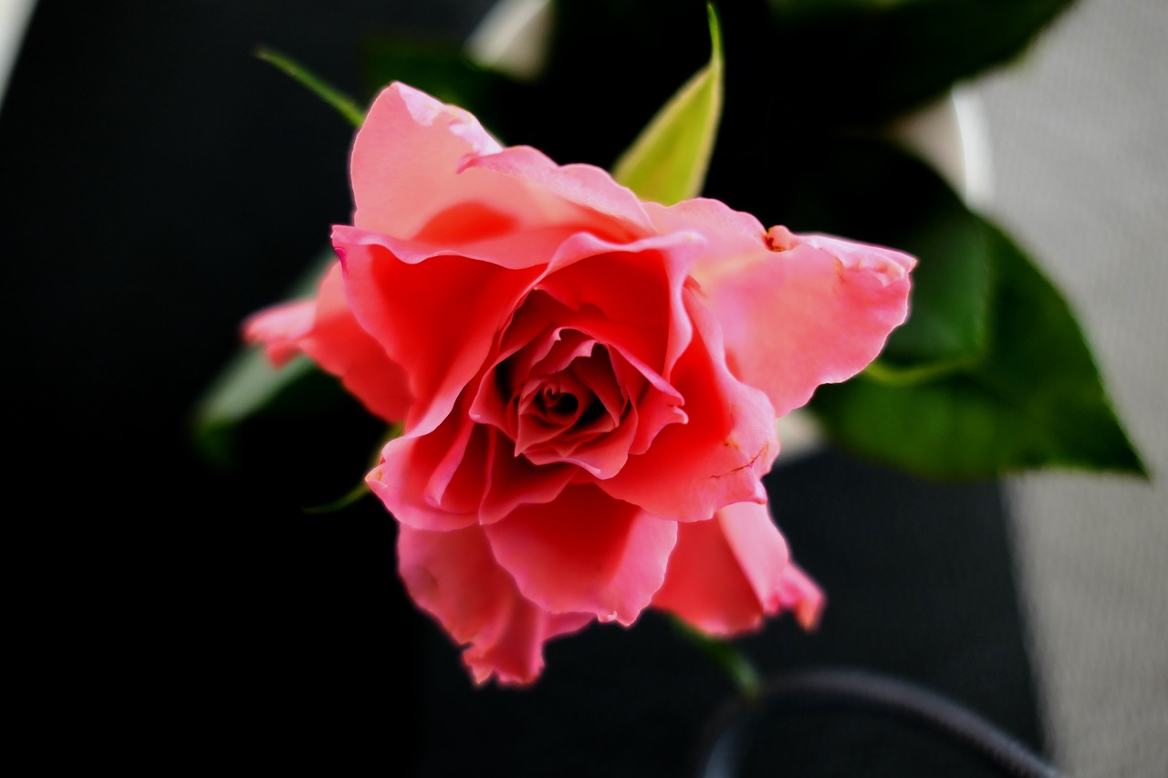 rose red rose blossom free photo