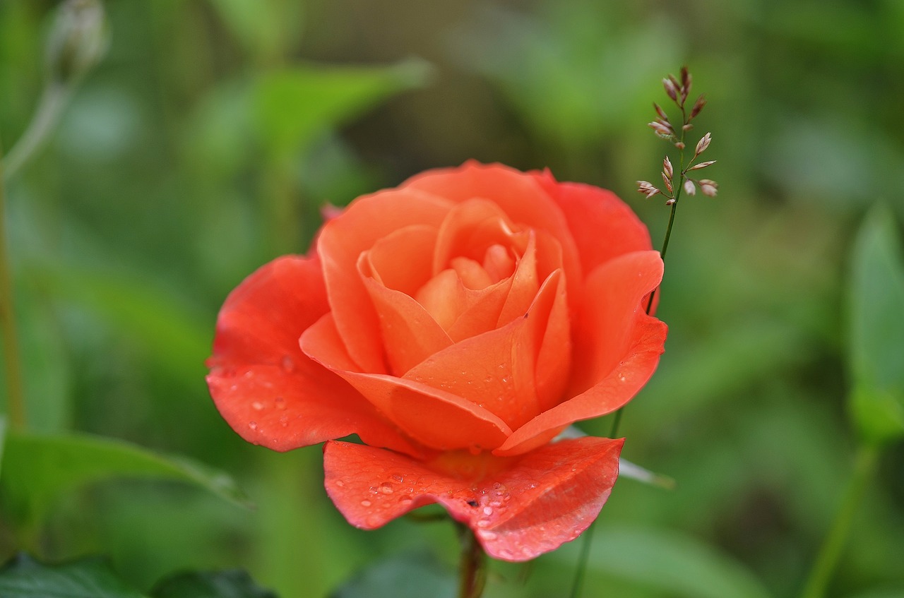 rose flower natur free photo