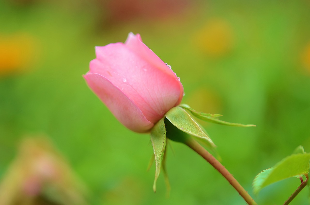 rose flower natur free photo