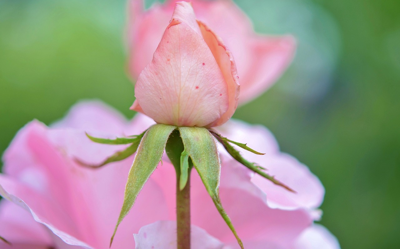 rose flower natur free photo