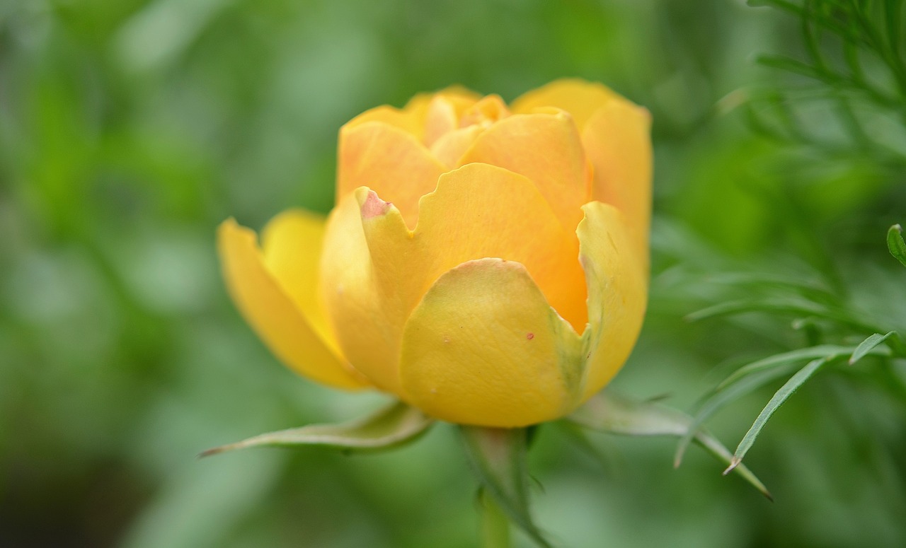 rose flower natur free photo