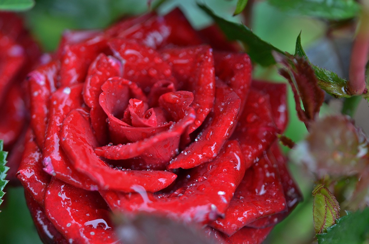 rose flower natur free photo