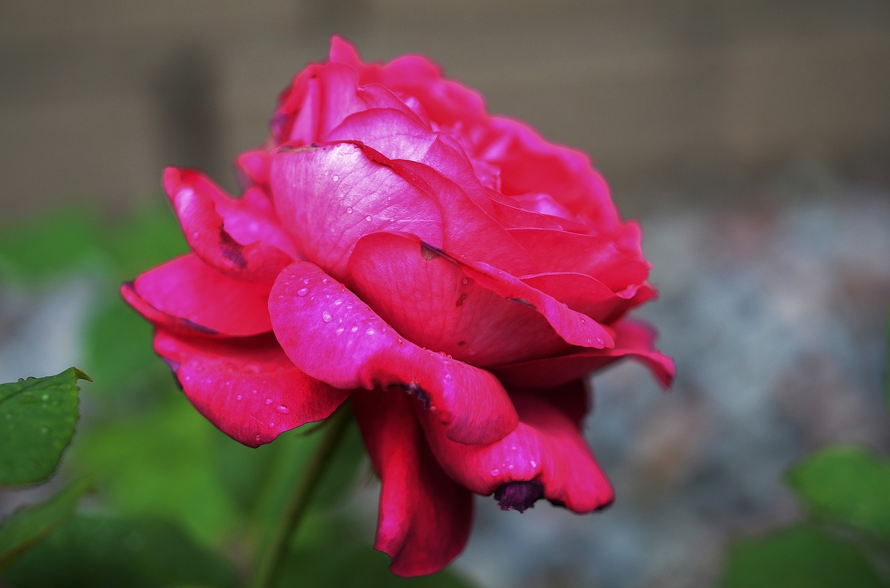 rose flower natur free photo