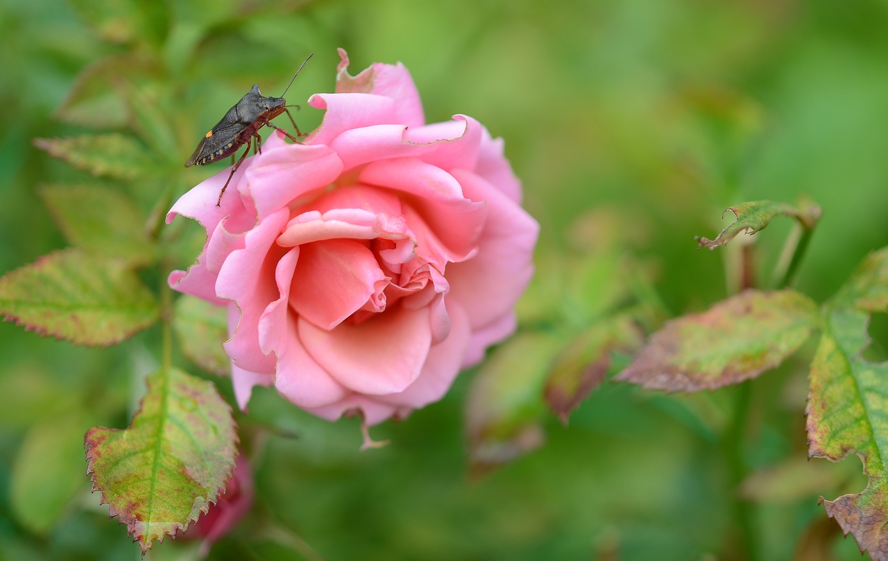 rose flower natur free photo