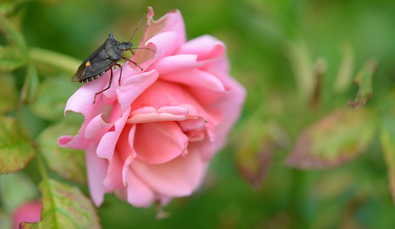 rose flower natur free photo