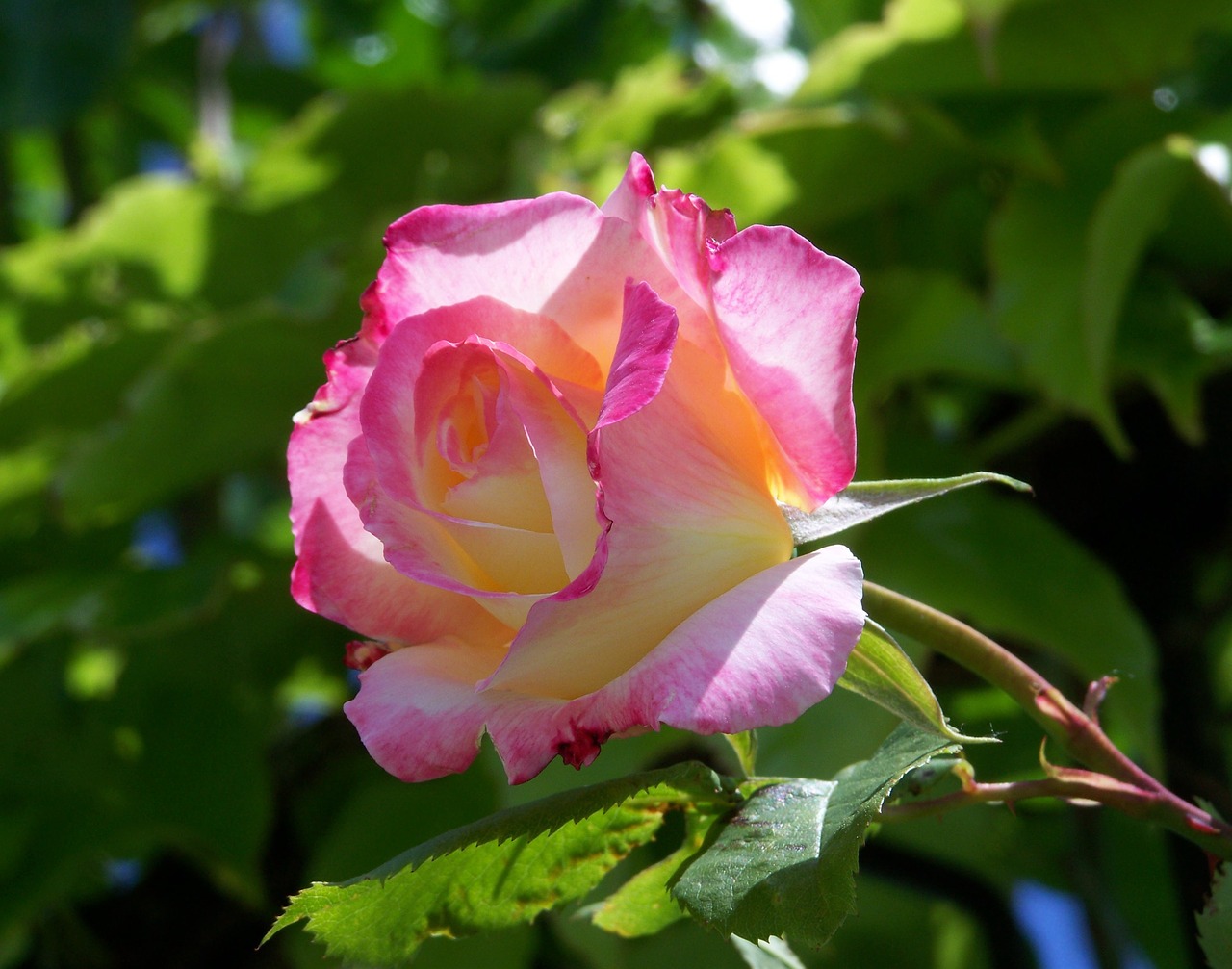 rose summer flower garden free photo