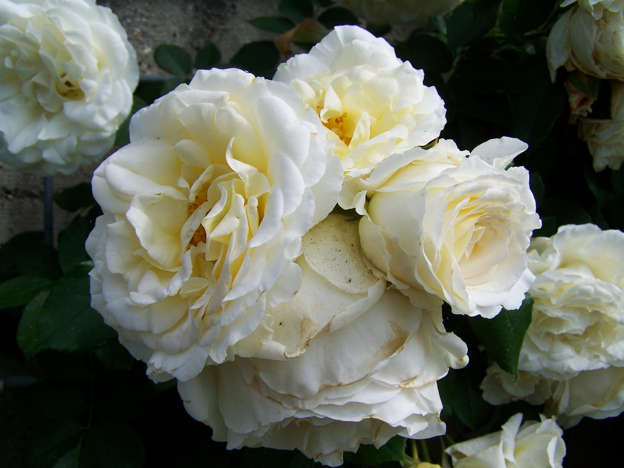 rose white flower group inflorescence free photo