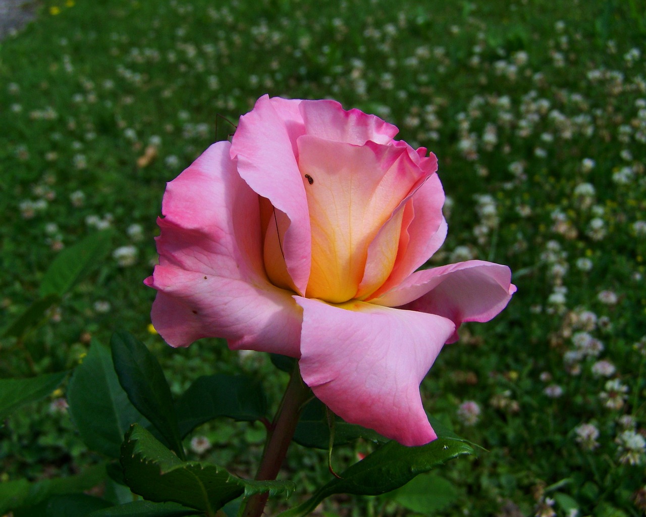 rose pink flower garden free photo