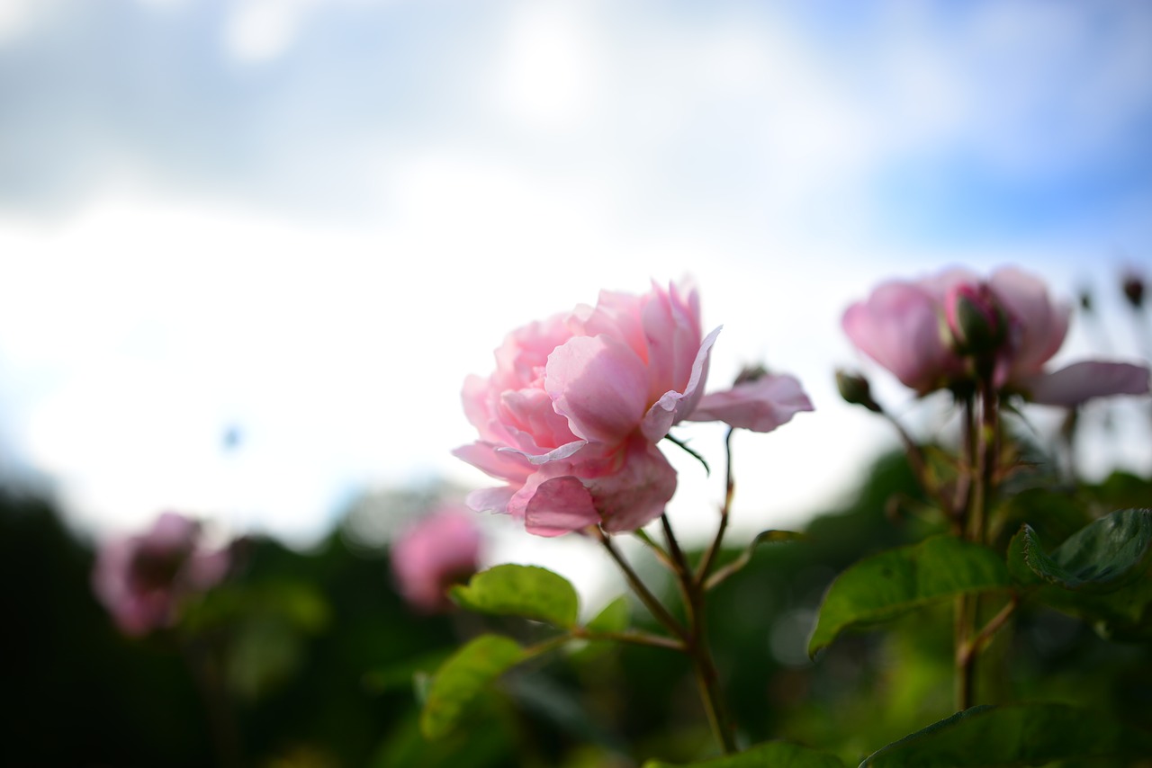 rose flower garden free photo