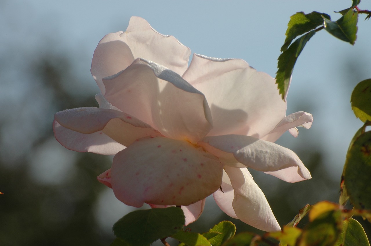 rose white blossom free photo