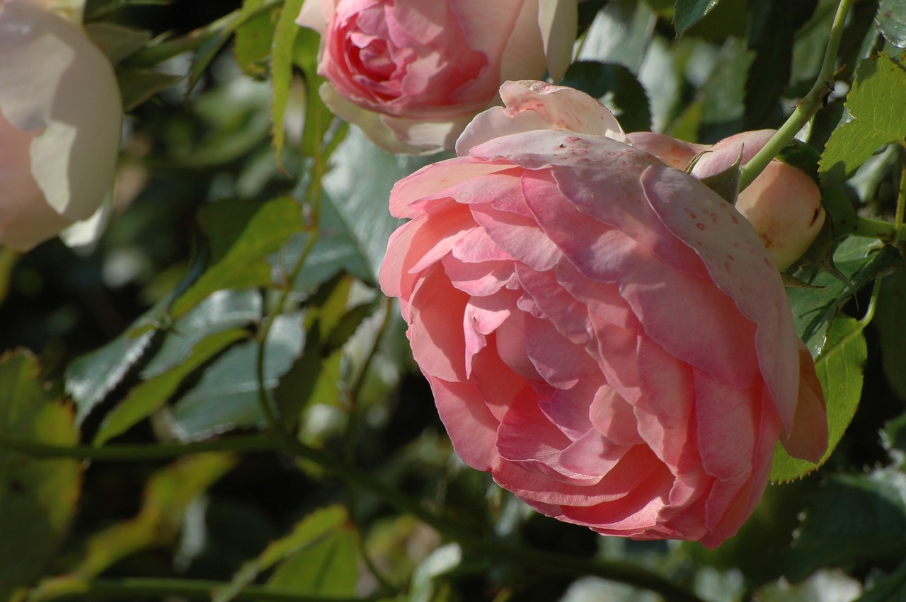 rose pink blossom free photo