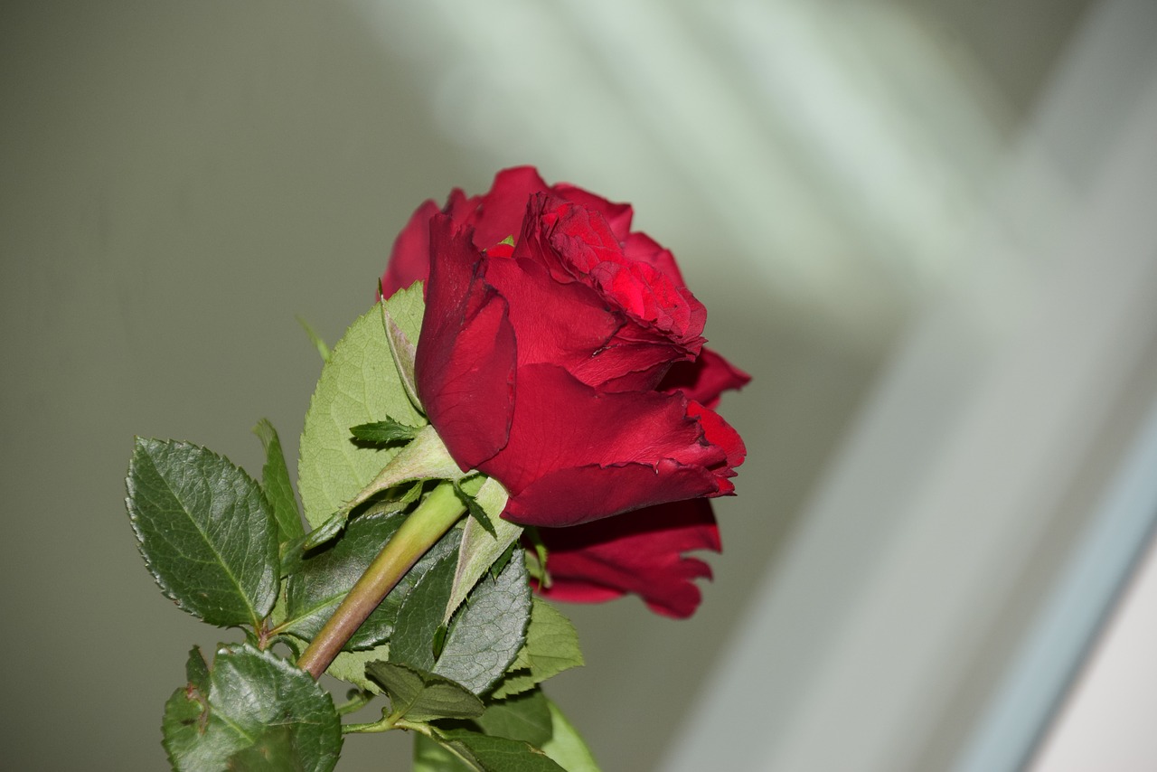 rose flower red free photo