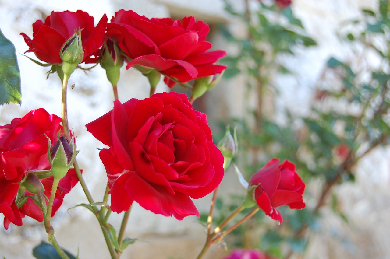 rose red red rose free photo