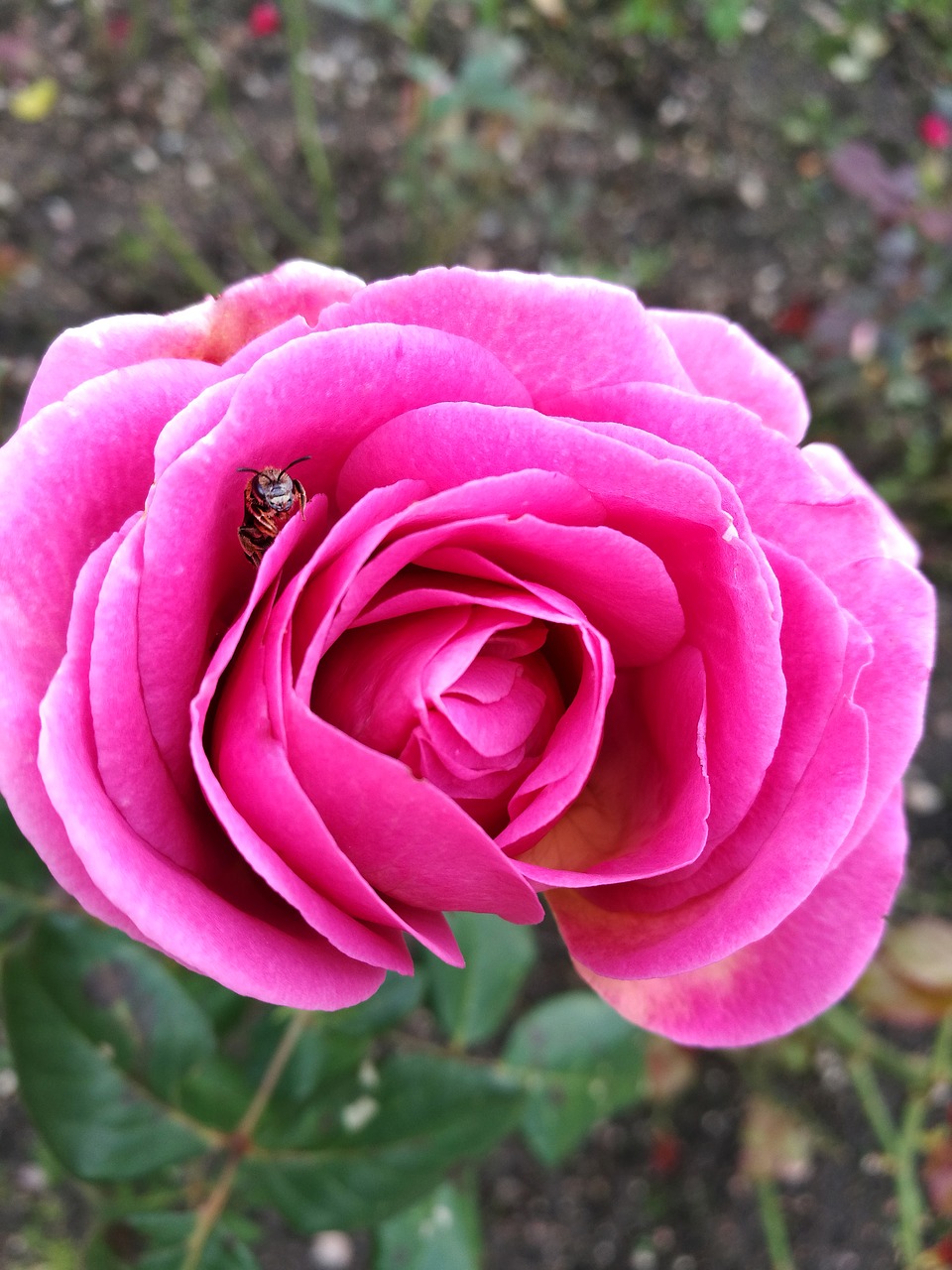 rose summer macro free photo