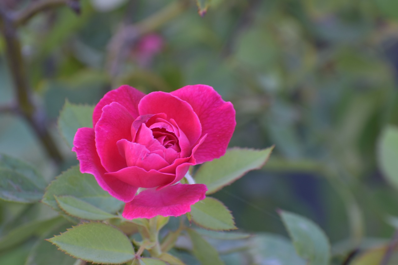 rose flower magenta free photo