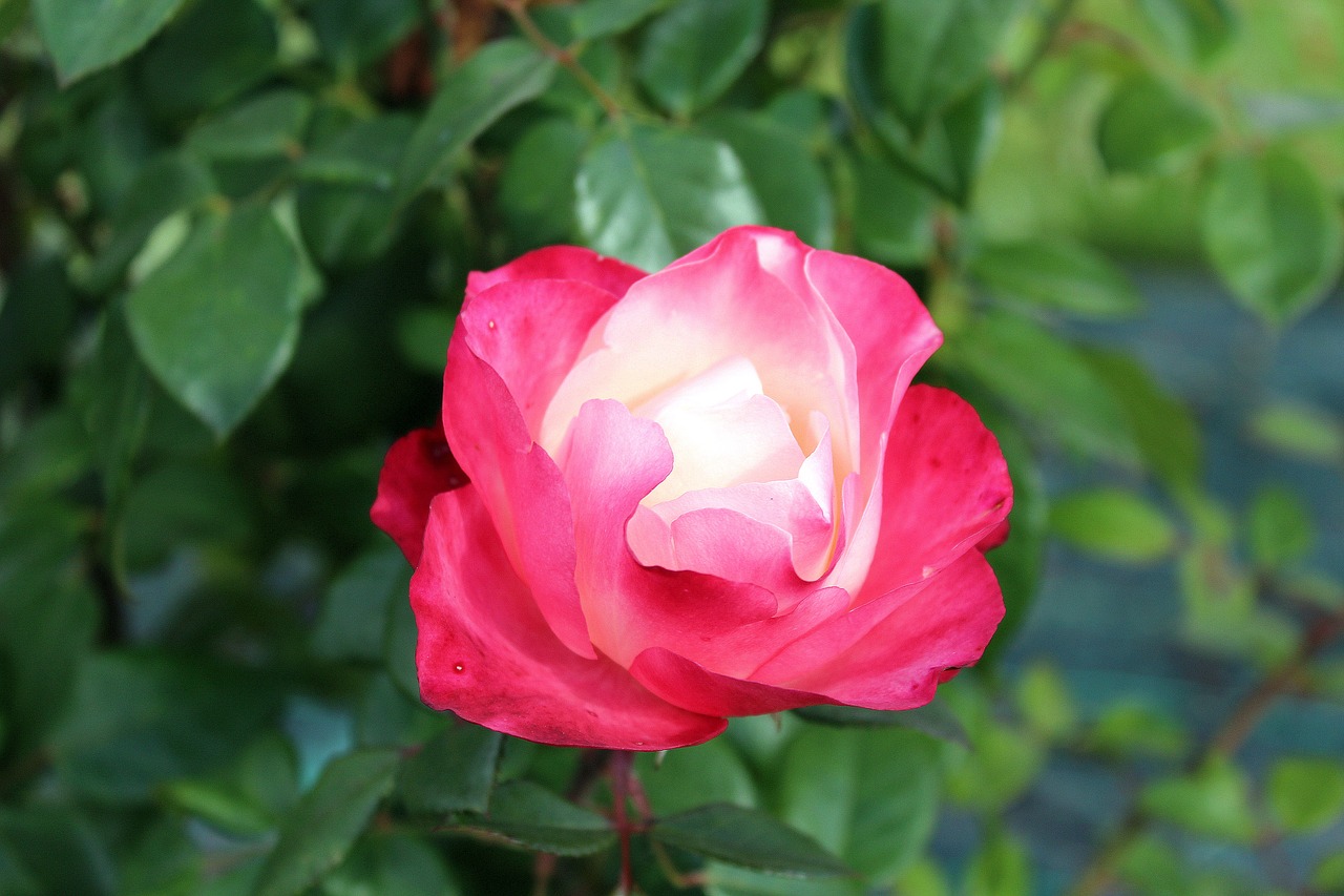 rose pink petals flower free photo