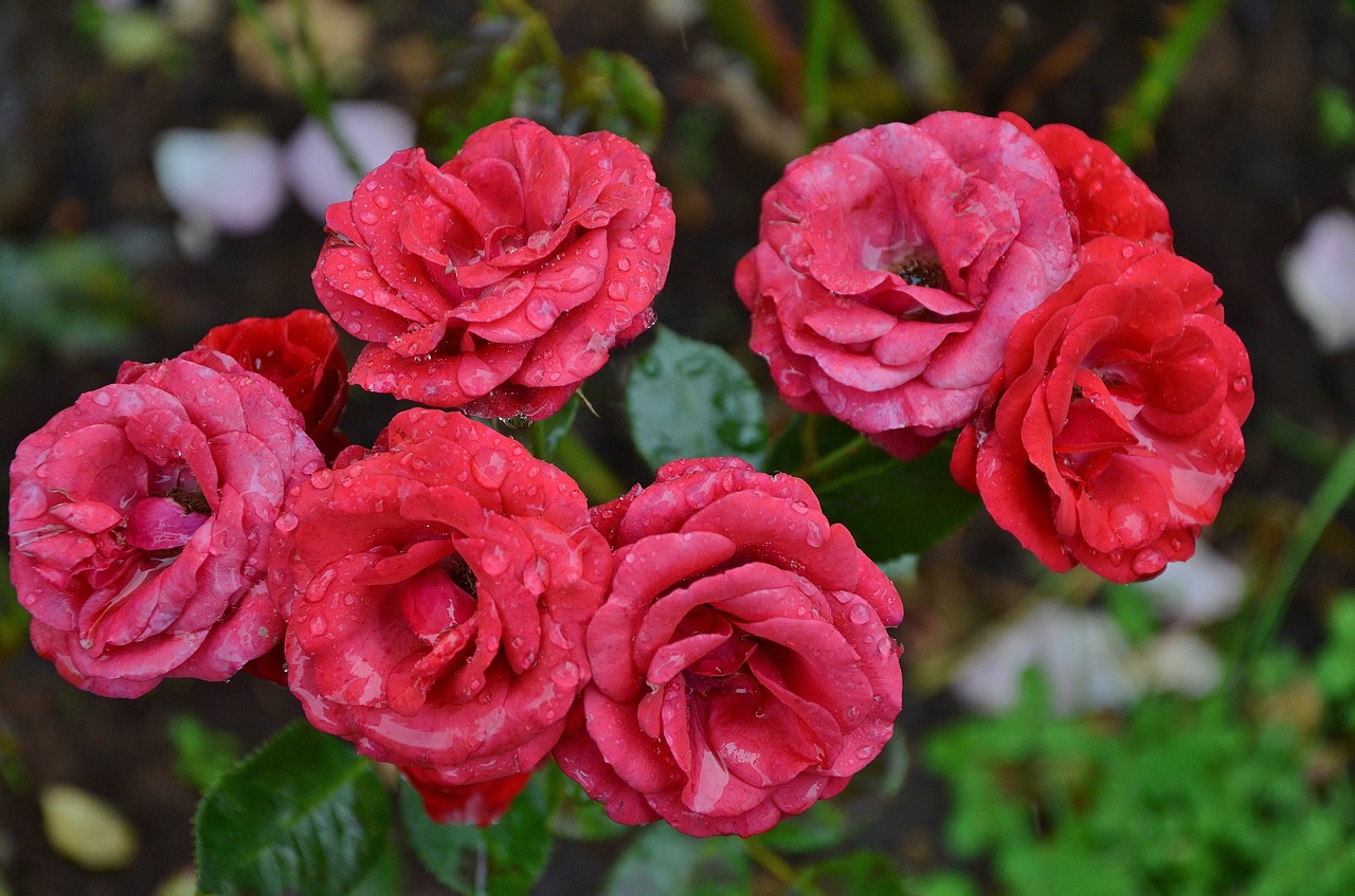 rose flower floral free photo