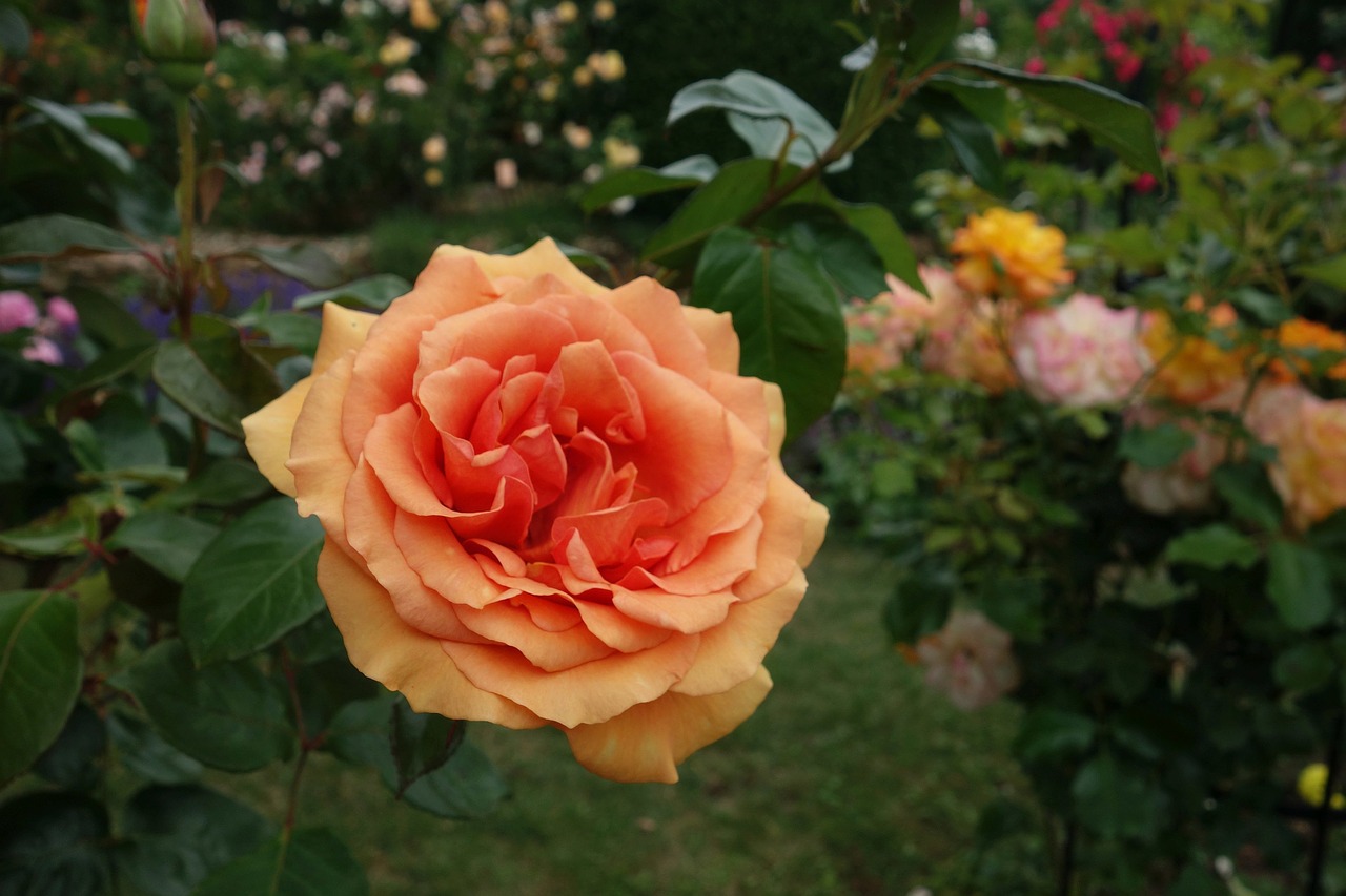 rose garden plant free photo