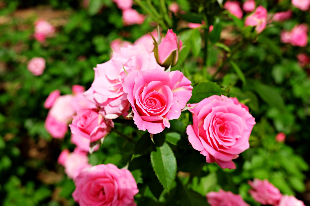 rose garden flower free photo