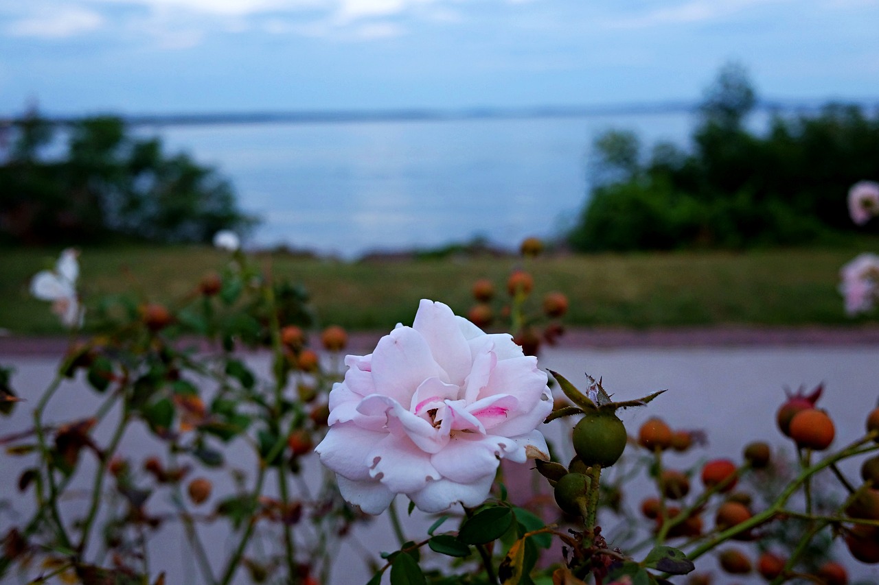 rose flower havre de grace free photo