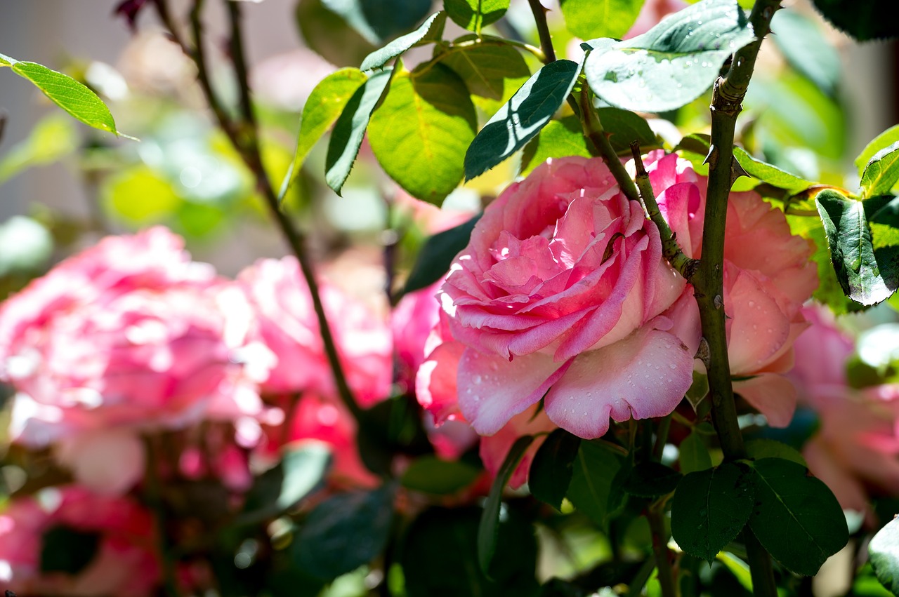 rose pink flower free photo