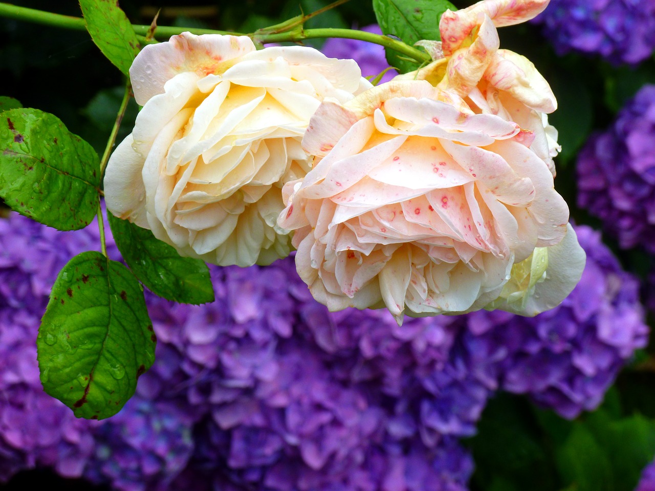 rose hydrangeas flowers free photo