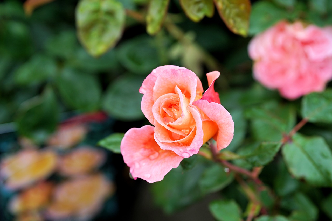 rose flower blossom free photo