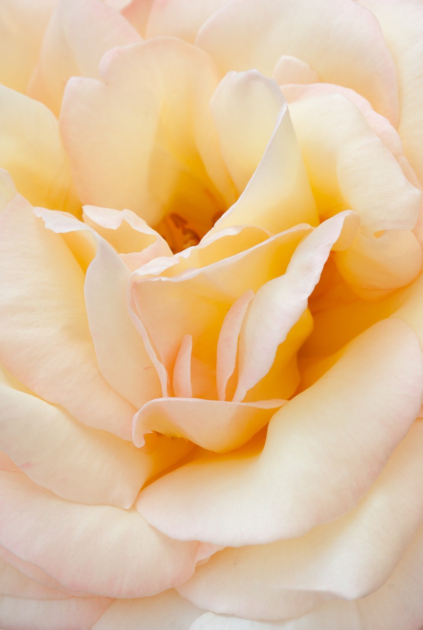 rose flower garden free photo