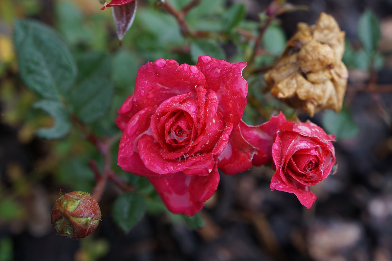 rose rain drip free photo