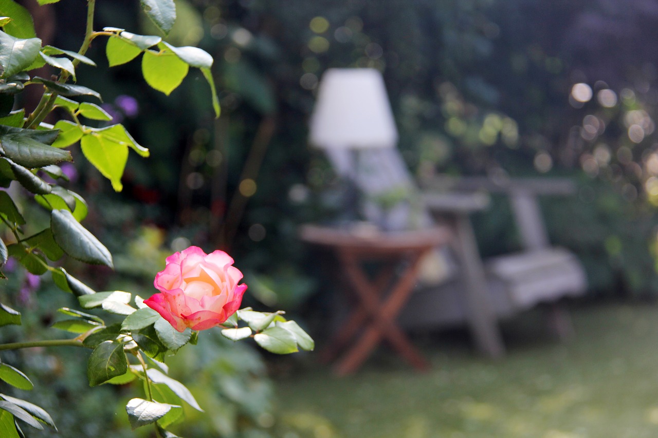 rose garden chair free photo