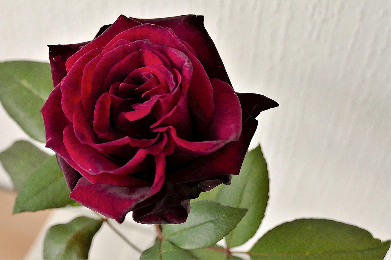 rose red close free photo