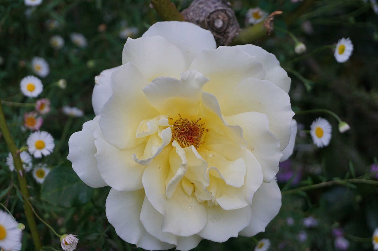 rose white bloom free photo