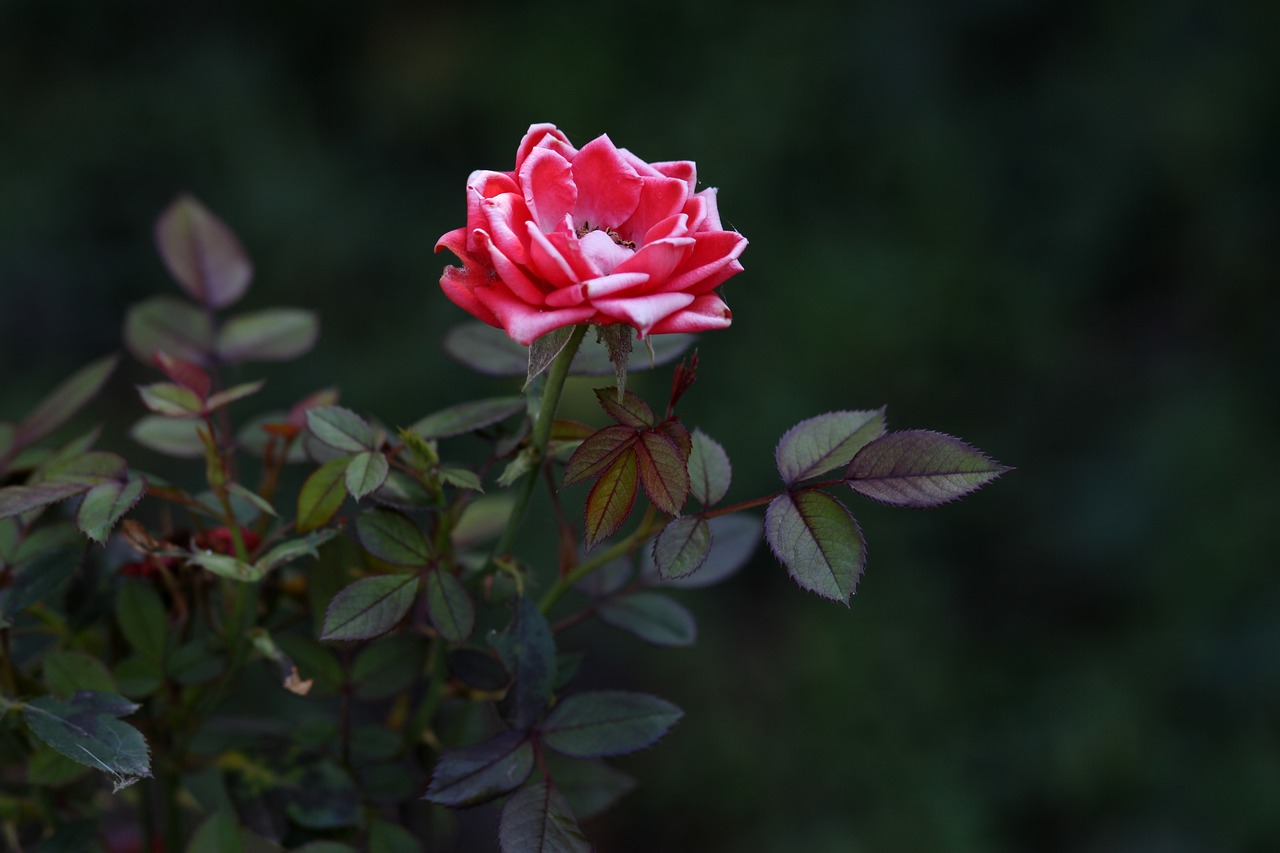 rose red dry free photo