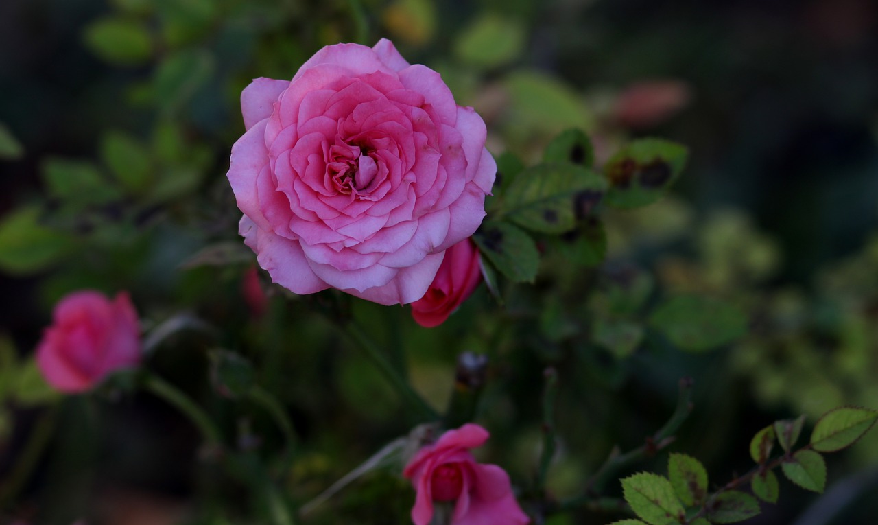 rose pink plant free photo