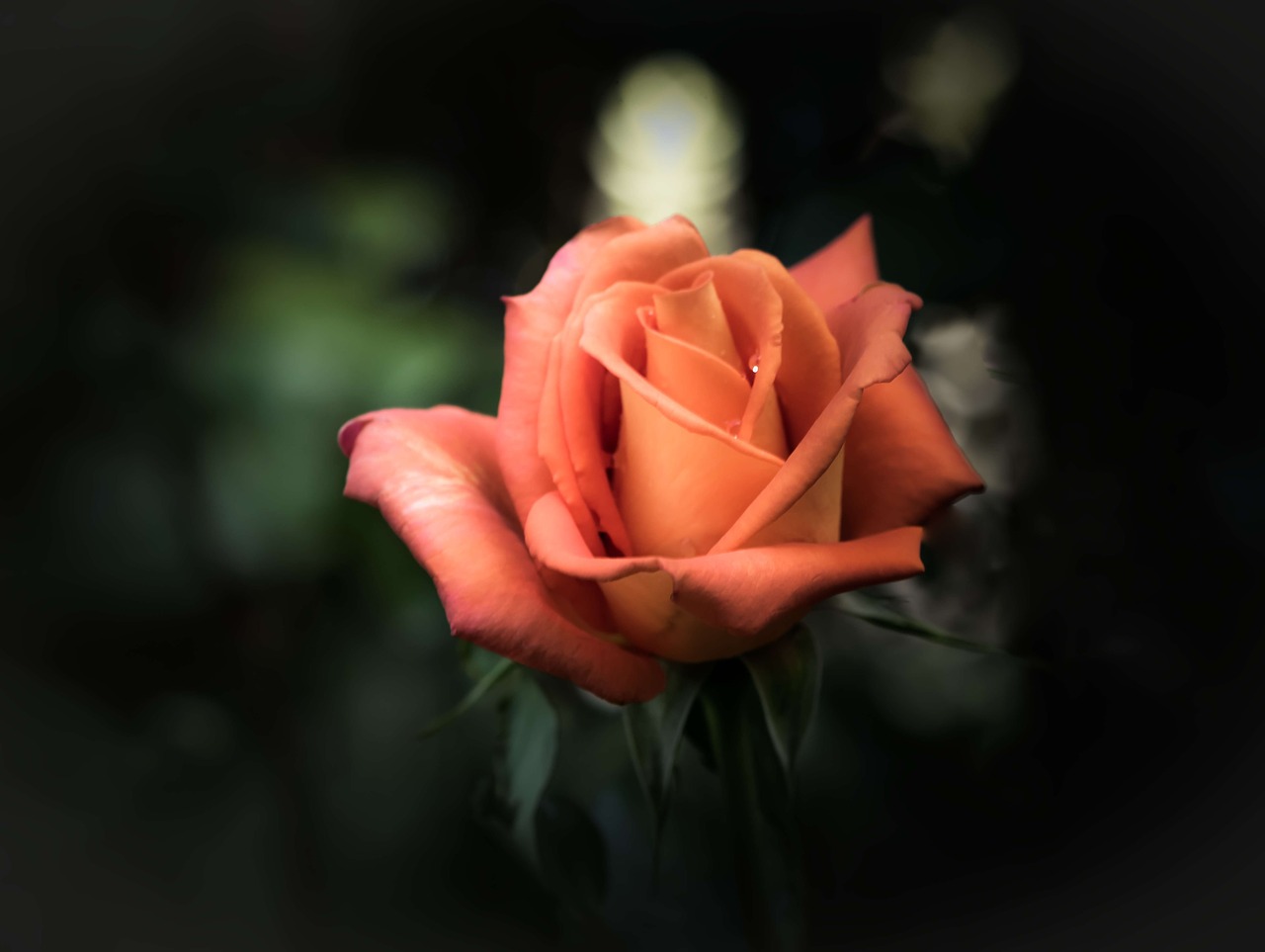 rose flower romantic free photo