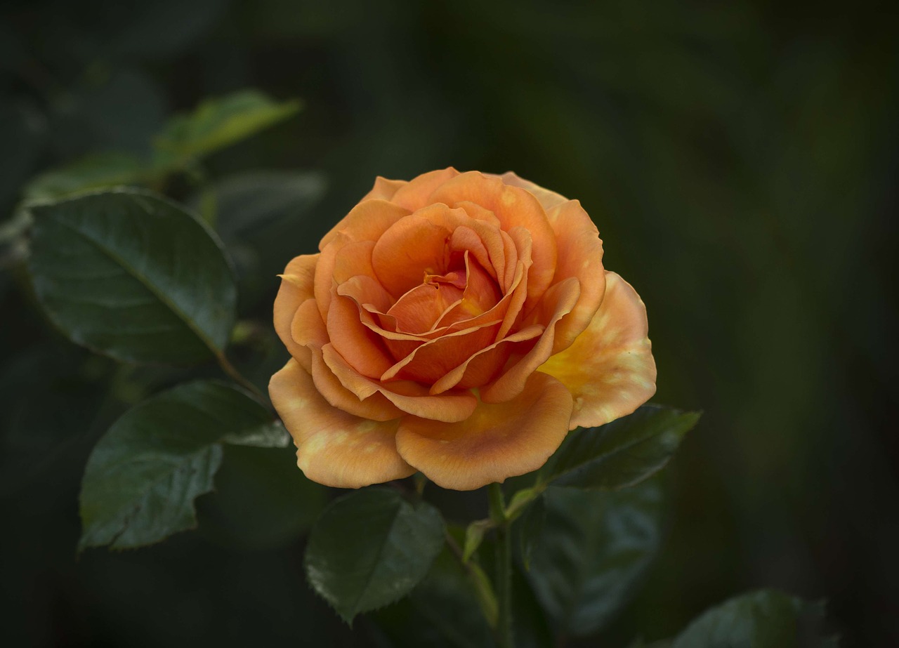 rose petals orange free photo