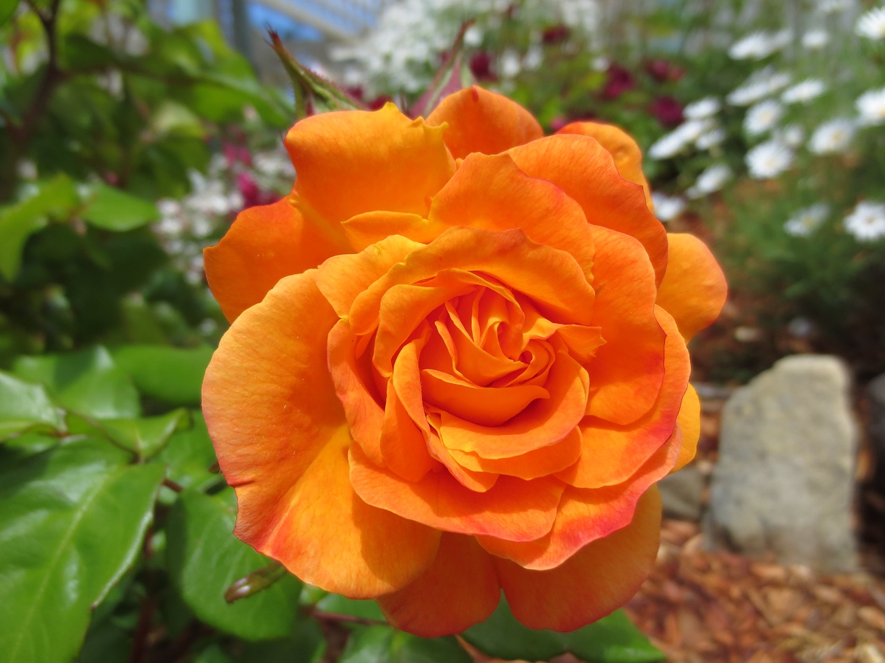 rose bright flower free photo