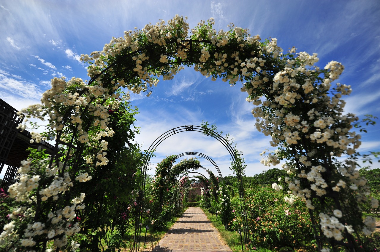 rose arch blue sky free photo