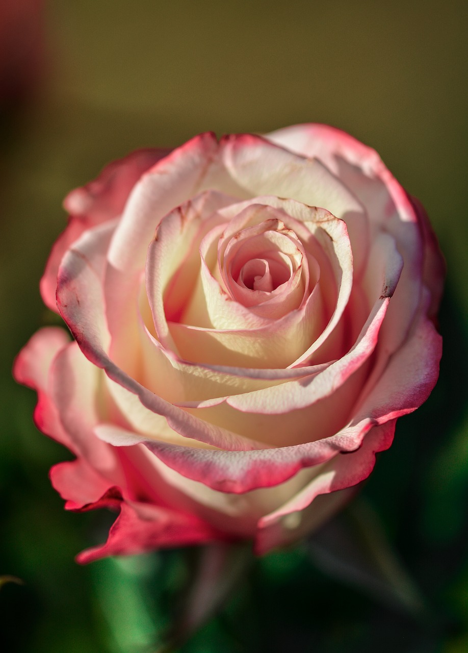 rose flower decoration free photo